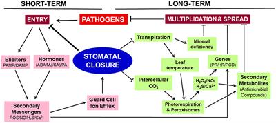 Stomatal Closure Sets in Motion Long-Term Strategies of Plant Defense Against Microbial Pathogens